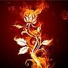 аватар Огненная роза