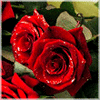 аватар Букет роз