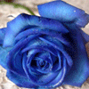 аватар Синий цветок