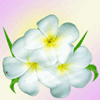 аватар Три белых цветка