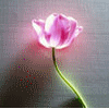 аватар Розовый тюльпан
