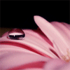 аватар Капля на розовых лепестках