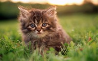 аватар Пушистый маленький котенок среди травы