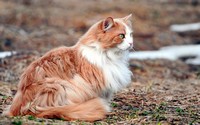аватар Пушистая кошка бело-рыжая