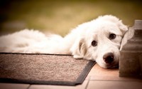 аватар Отдых на коврике белой собаки