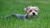 аватар Собака с веткой в зубах лежит в траве
