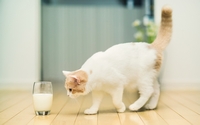 аватар Шагая к стакану с молоком