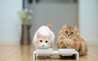 аватар Две кошки на обеде