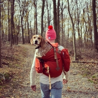 аватар В лес с собакой