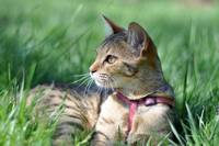 аватар Кошка с розовым поводком в траве зеленой