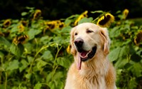 аватар собака в поле подсолнухов