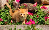 аватар рыжий котенок в розовых цветах