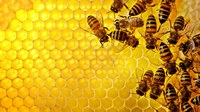аватар Медовые соты и пчелы