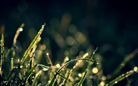 аватар Блики на утренней траве с росой