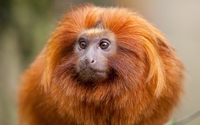 аватар Рыжая обезьянка