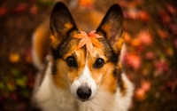 аватар Собака с осенней листвой