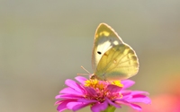 аватар На розовом цветении бабочка нежного цвета