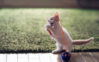 аватар Игривый светлый котенок