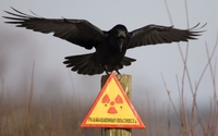аватар Ворон охраняющий знак радиационной опасности