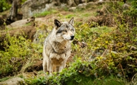 аватар Волк в дикой природе