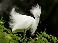 аватар Белая птица на ветке зеленой
