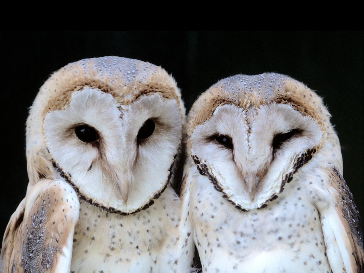 обои Barn Owlets фото