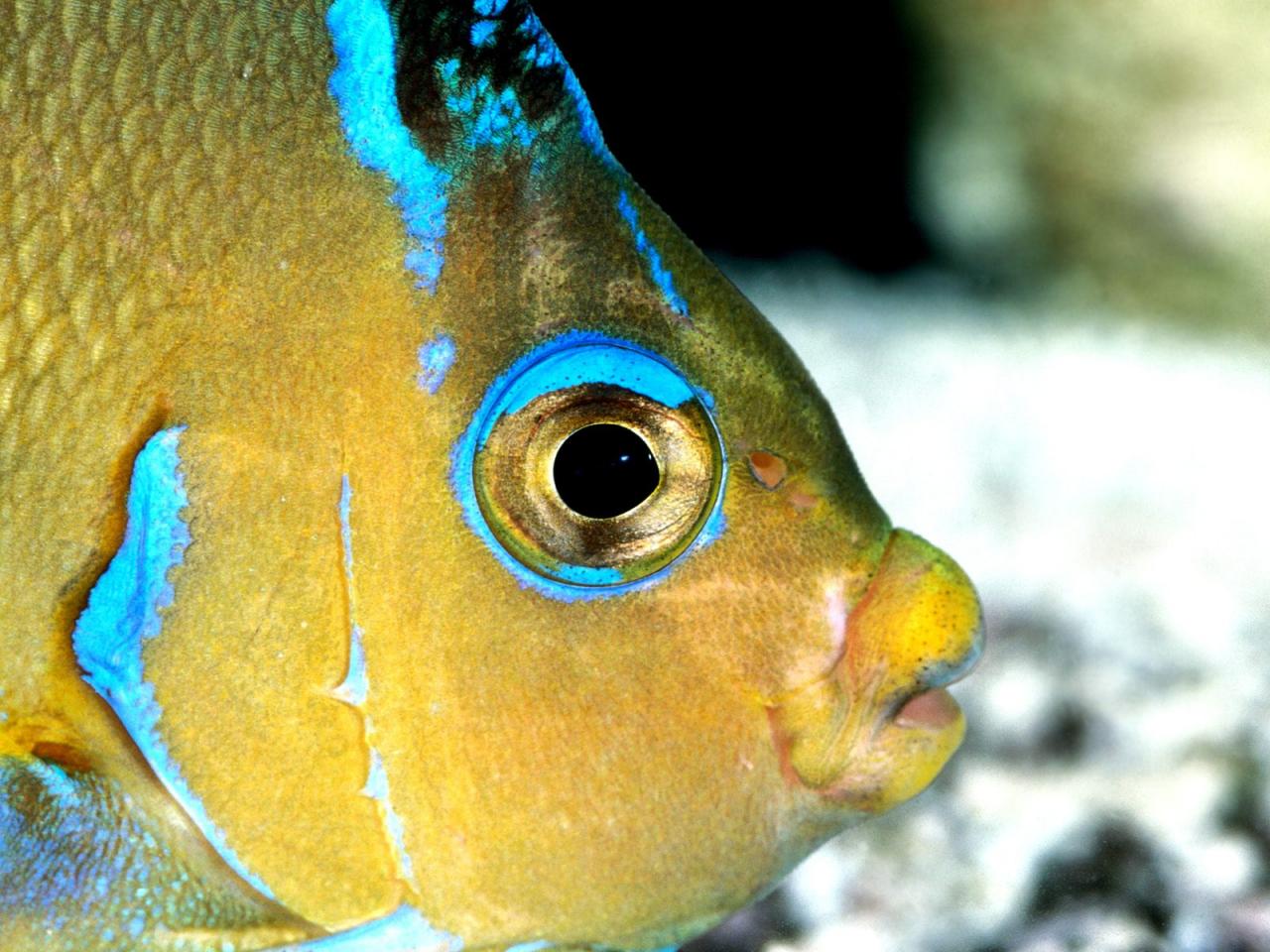 обои Atlantic Blue Angelfish фото