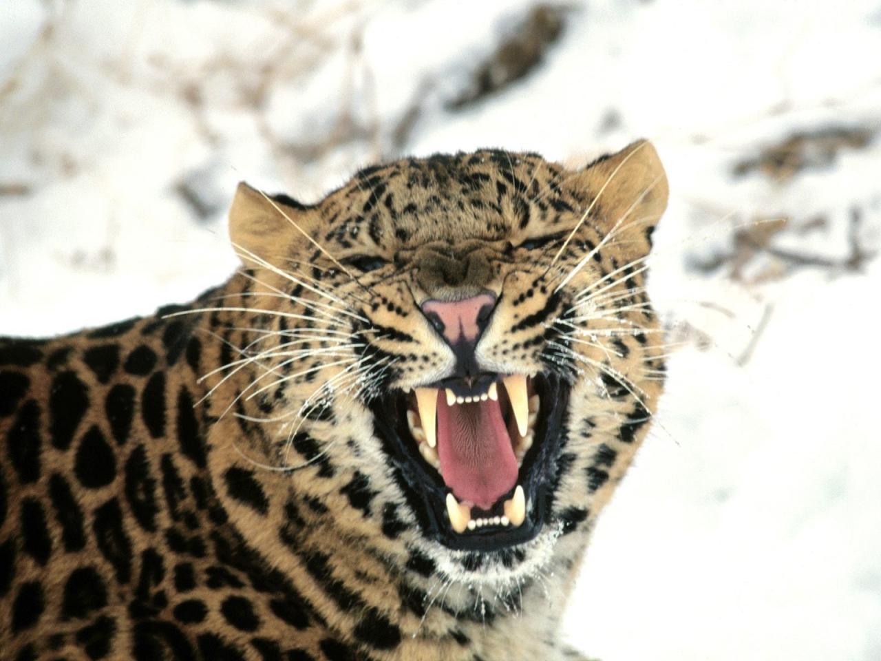 обои Amur Leopard фото