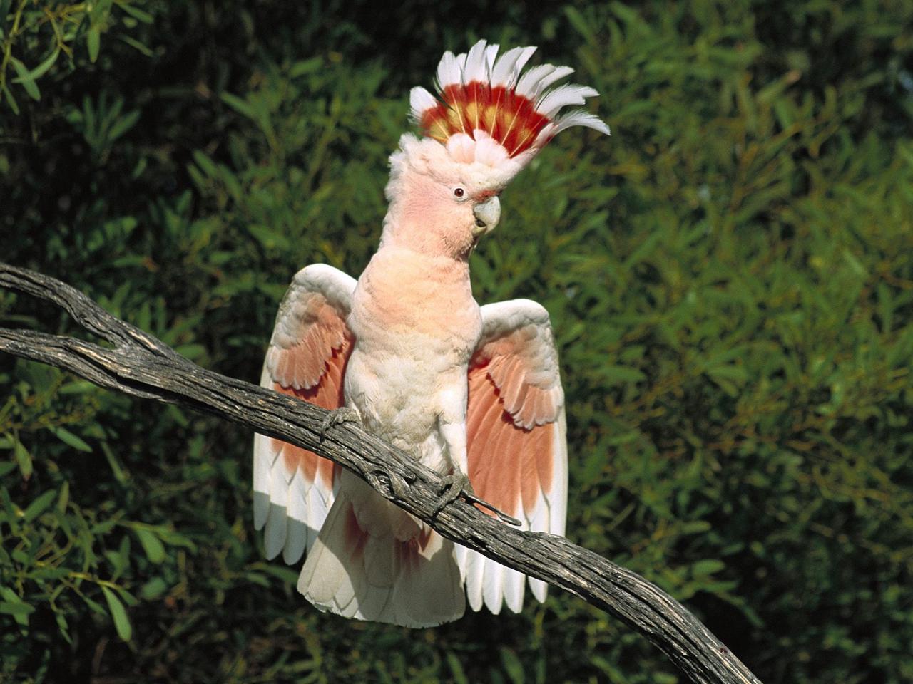 обои Major Mitchell Cockatoo фото