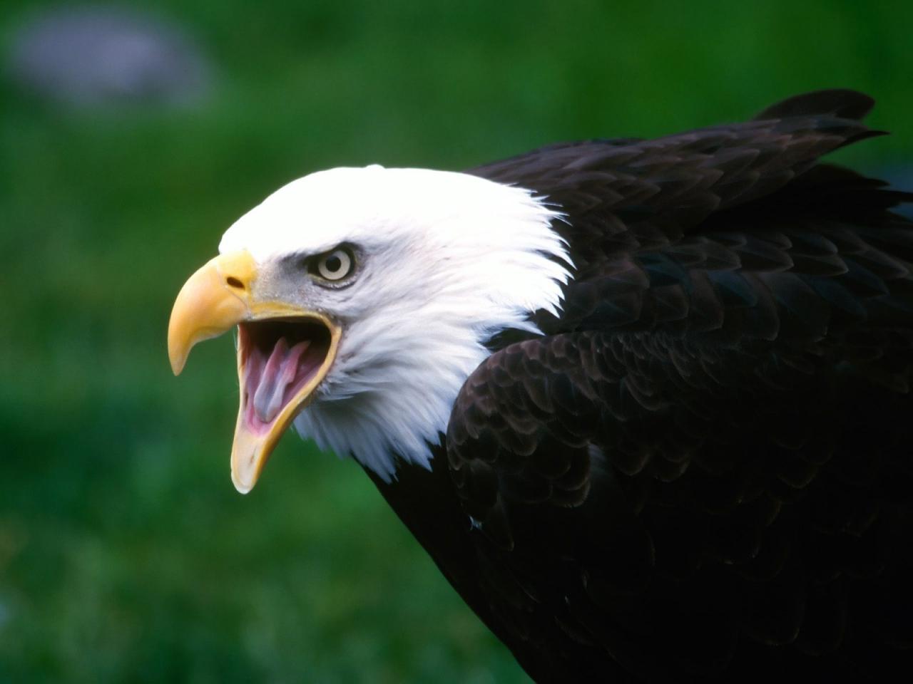 обои Screaming Eagle фото