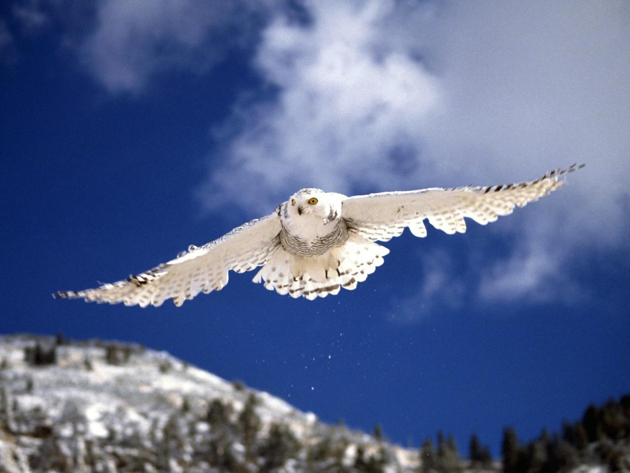 обои Snowy Owl in Flight фото