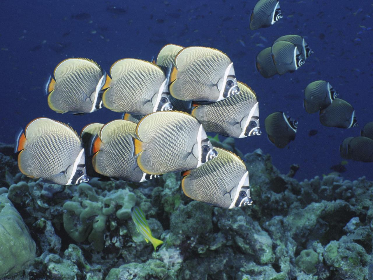 обои Butterflyfish фото