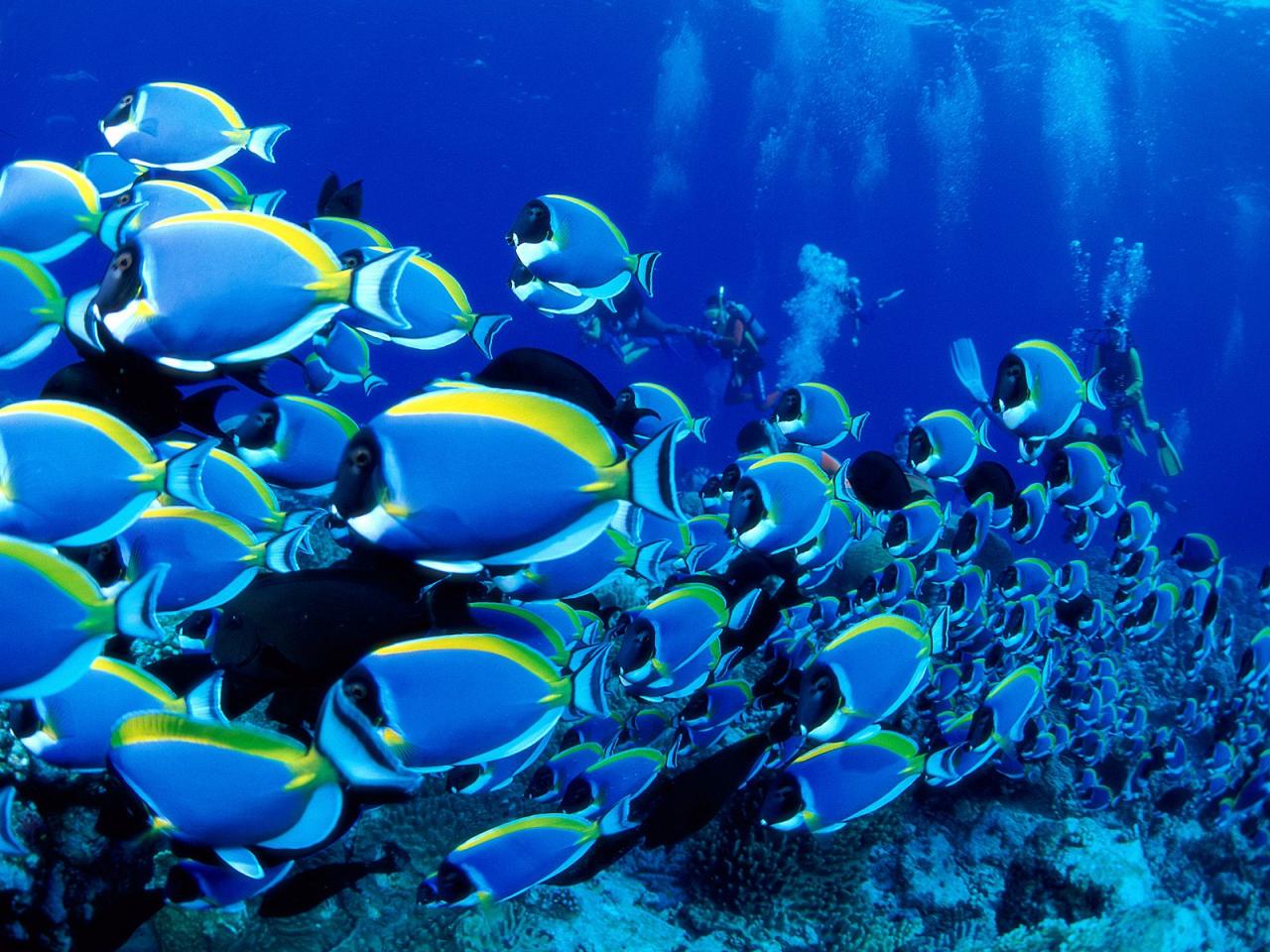 обои Powder Blue Tangs фото