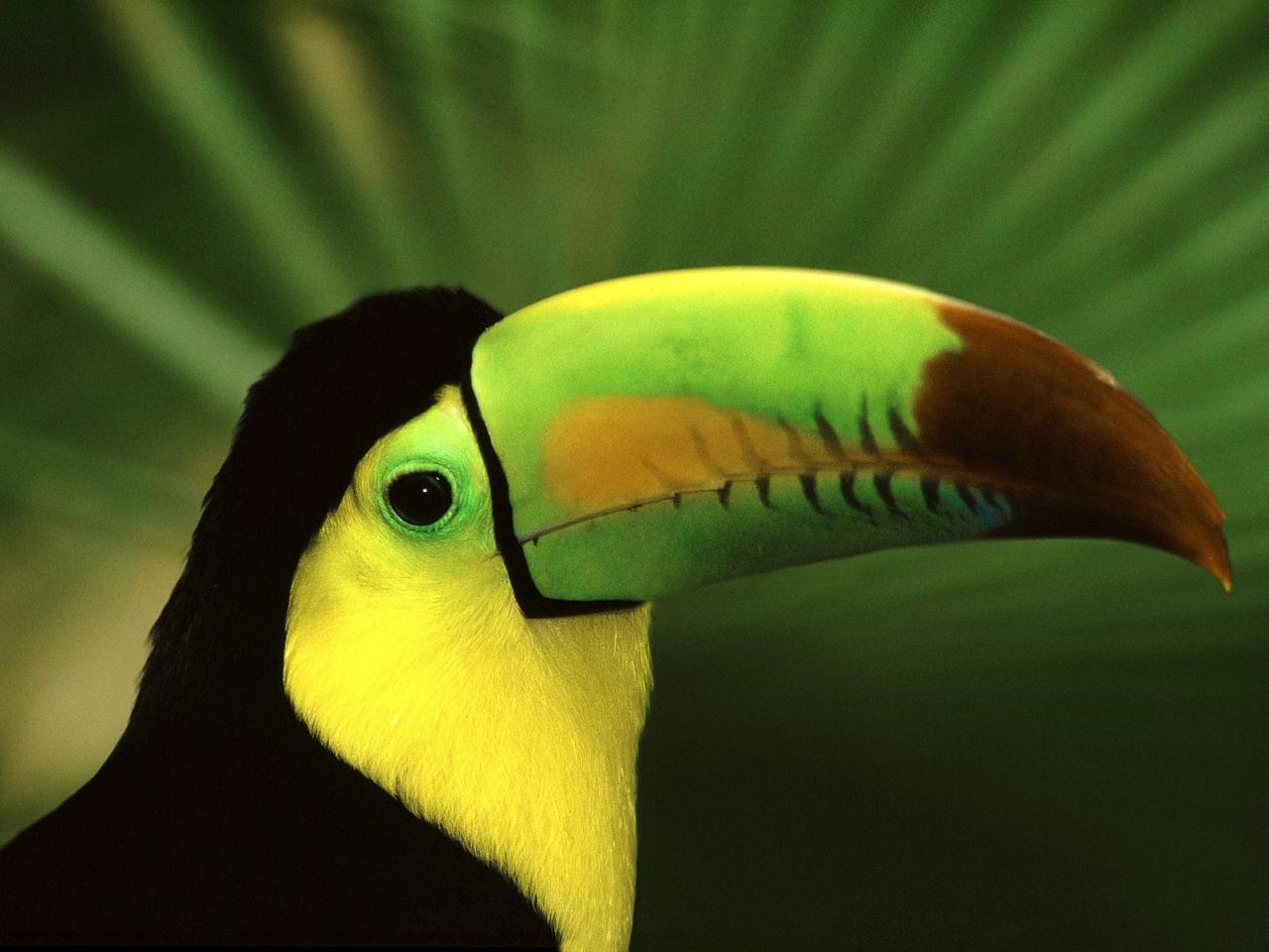 обои Keel-Billed Toucan фото