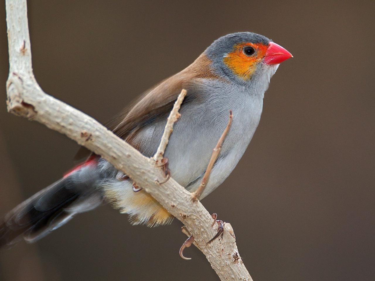 обои Orange Cheeked Waxbill фото