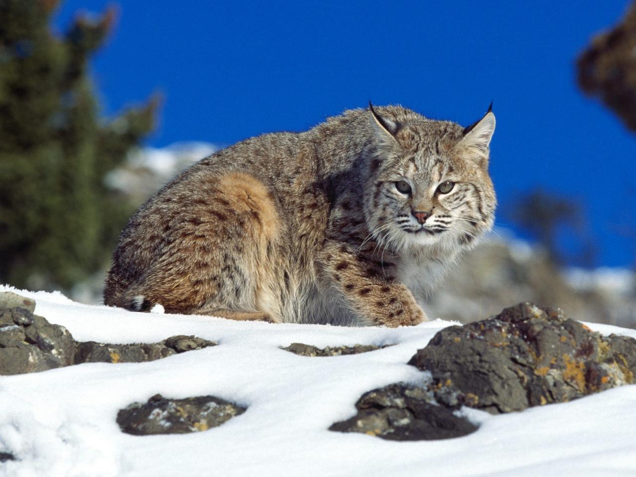 обои Bobcat фото