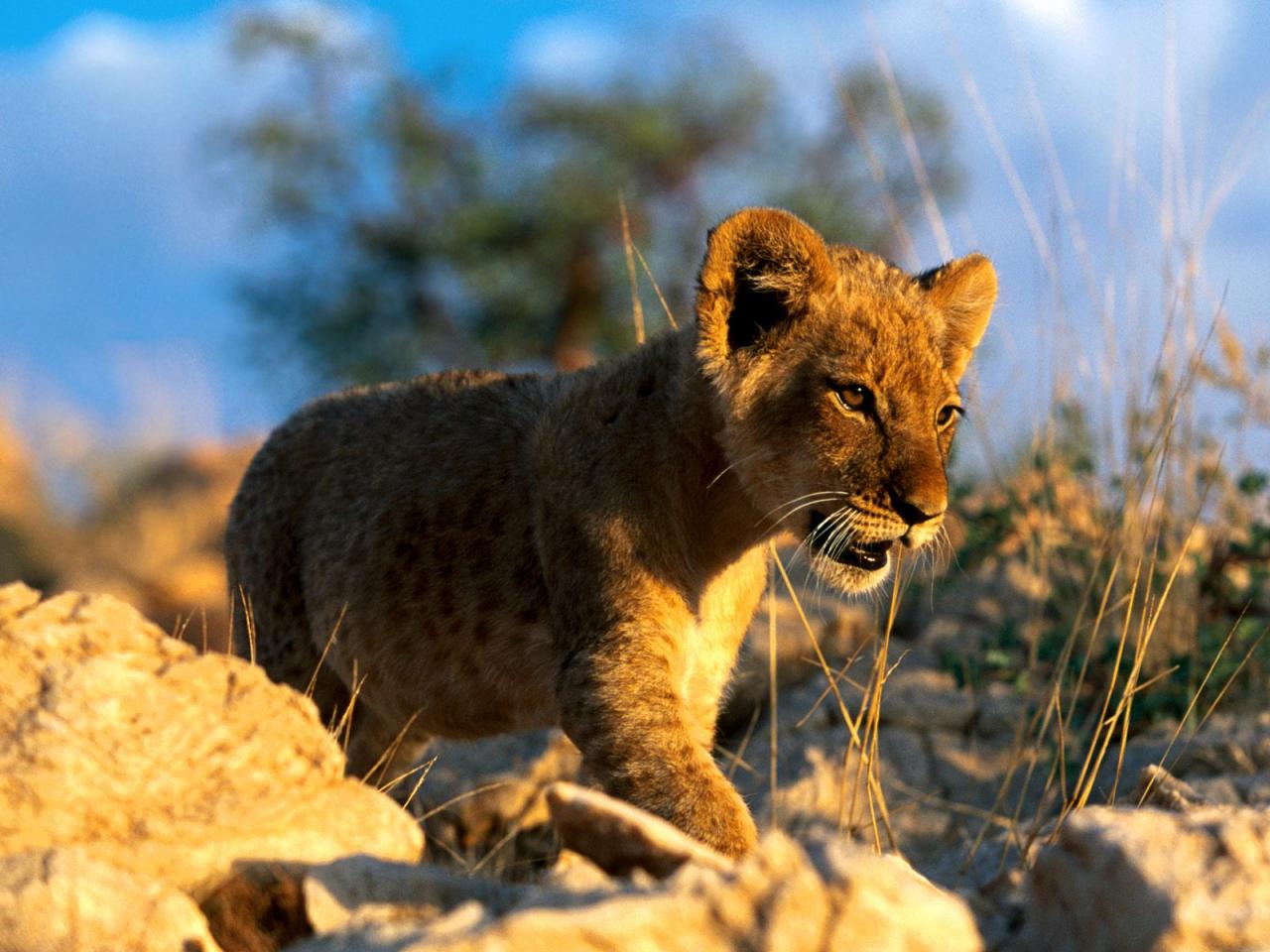 обои African Lion Cub фото