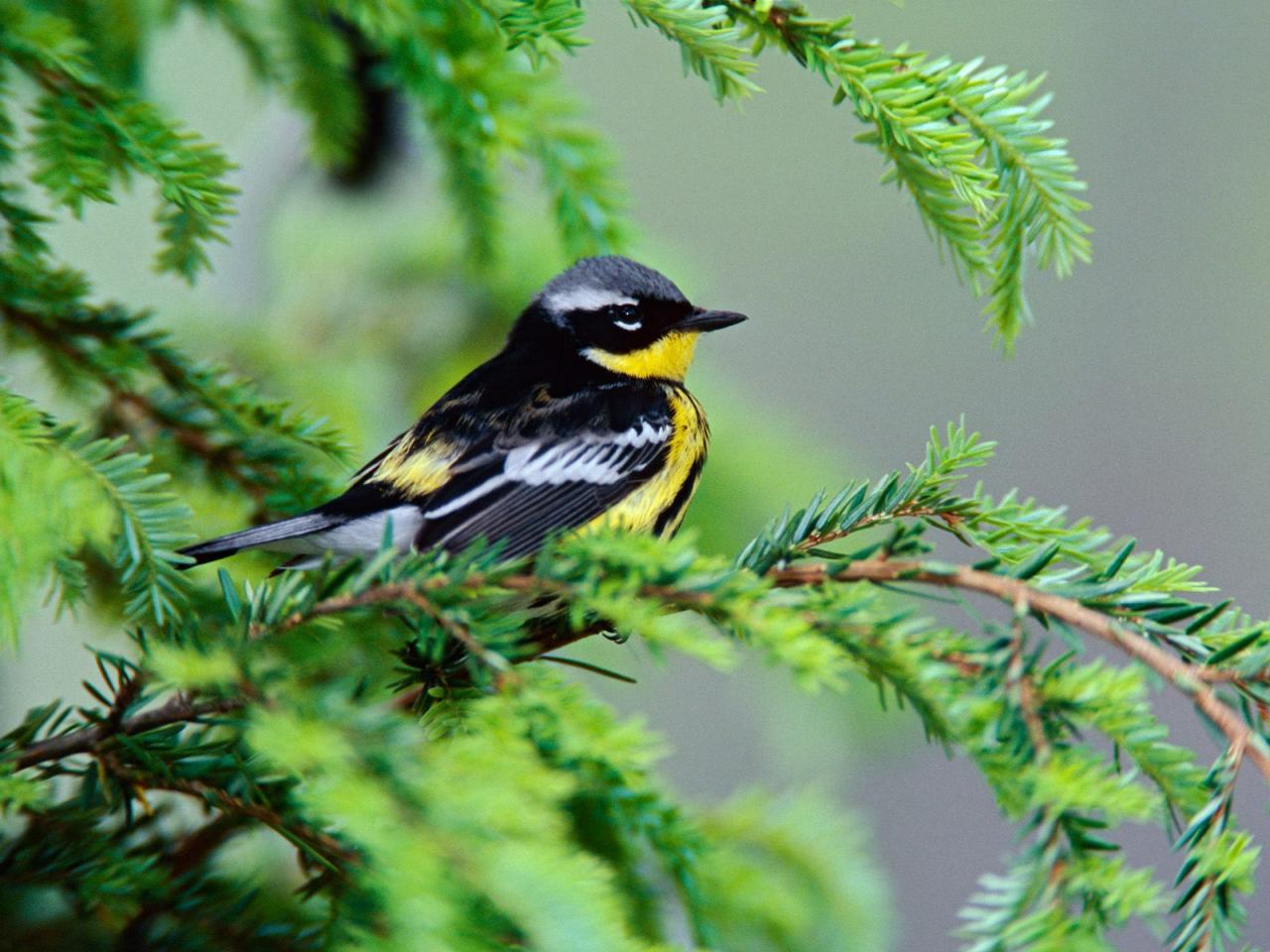 обои Magnolia Warbler фото