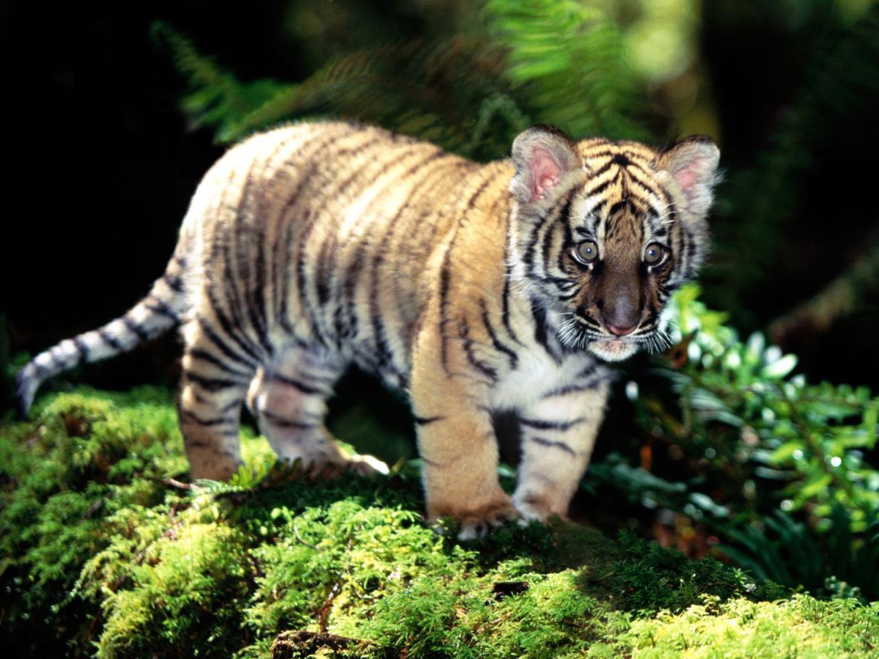 обои Indochinese Tiger Cub фото