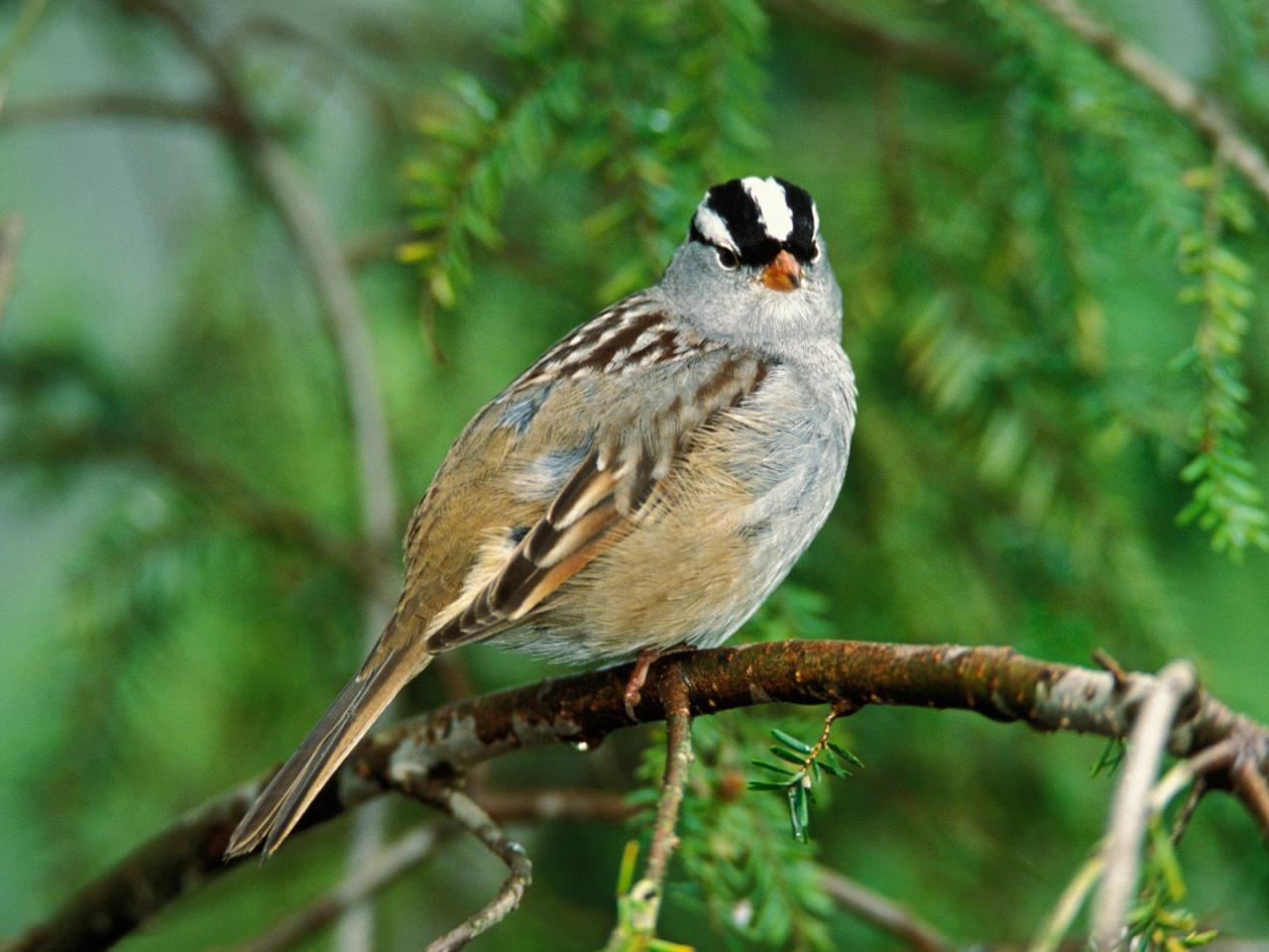 обои White-Crowned Sparrow фото