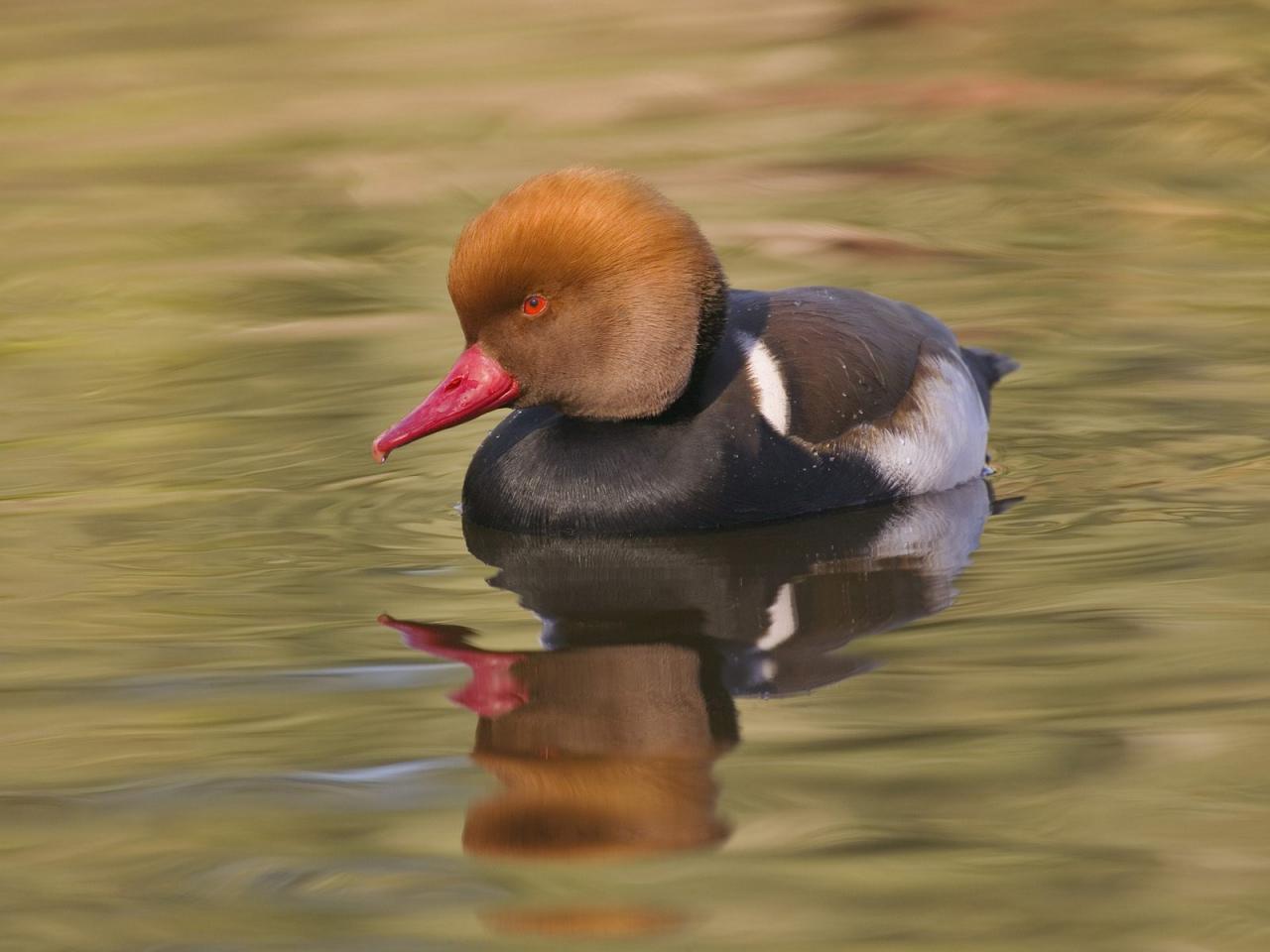 обои Red-crested Pochard фото