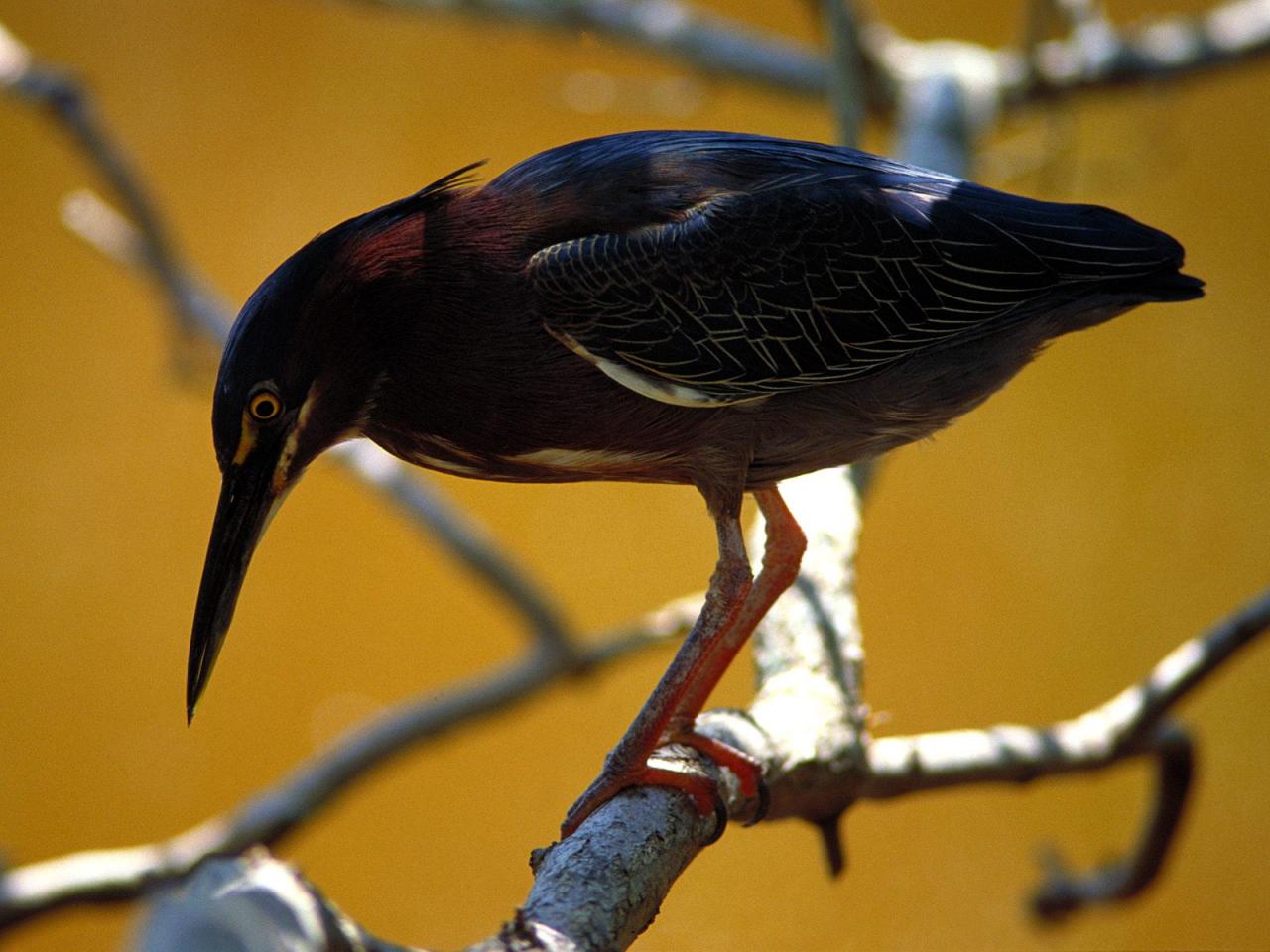 обои Green Heron фото