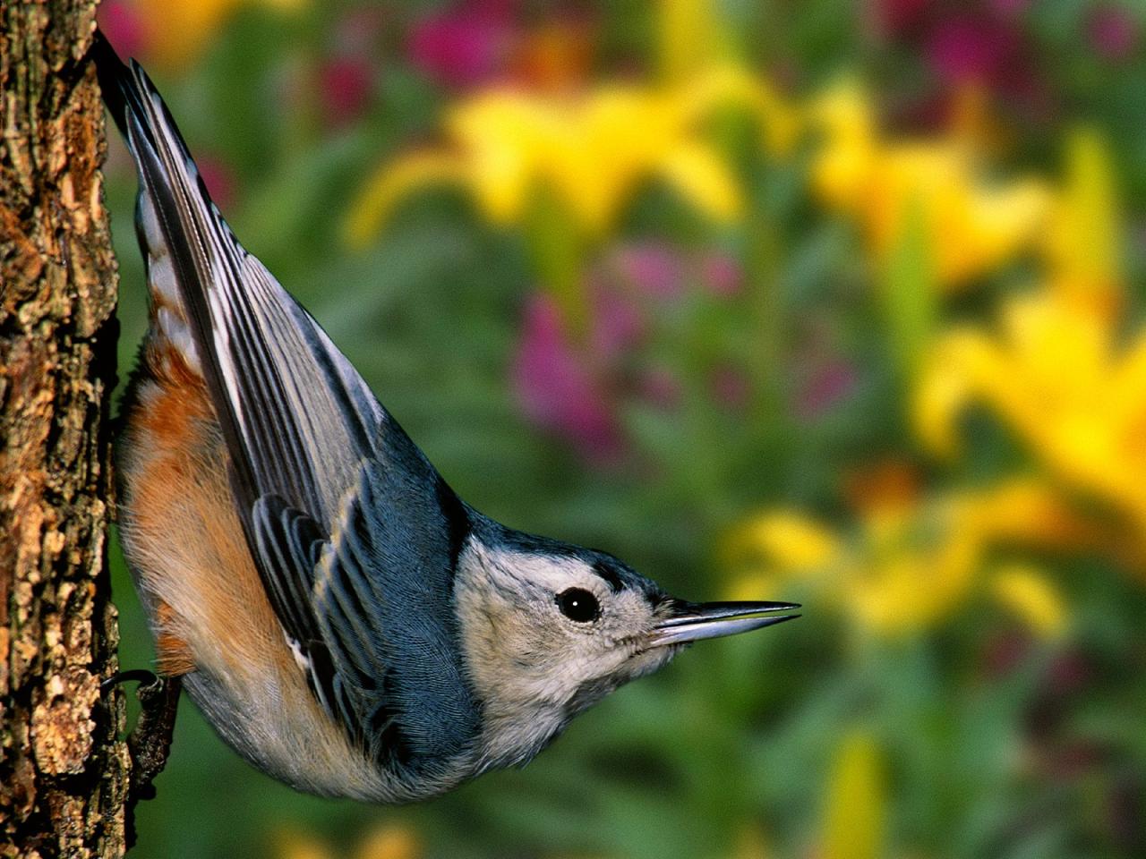 обои Nuthatch фото