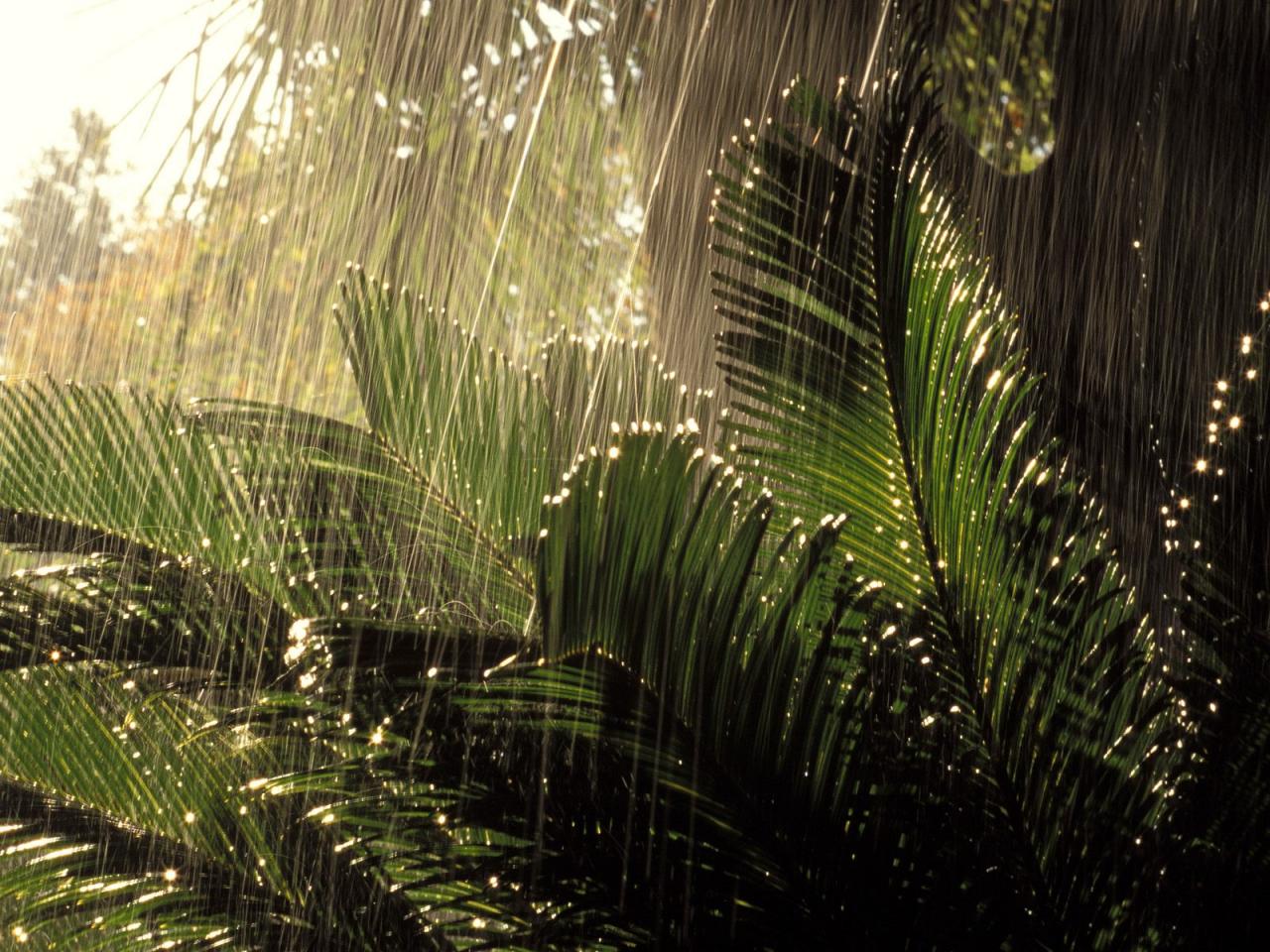 обои Дождь в джунглях фото