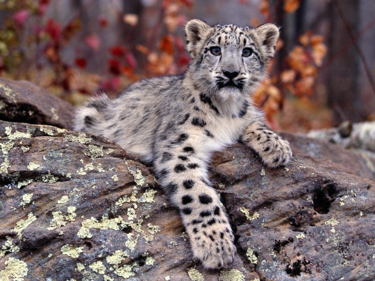 обои Snow Leopard Cub фото