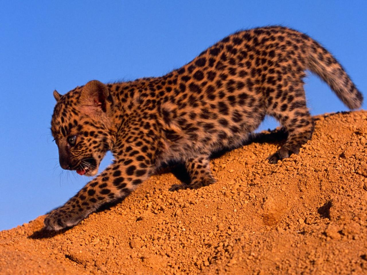 обои Spotted Leopard Cub фото