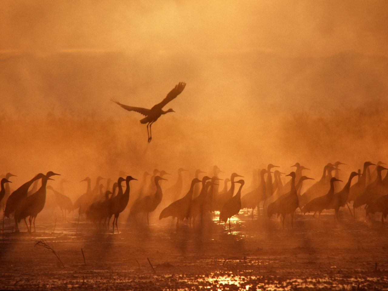 обои Sandhill Cranes фото