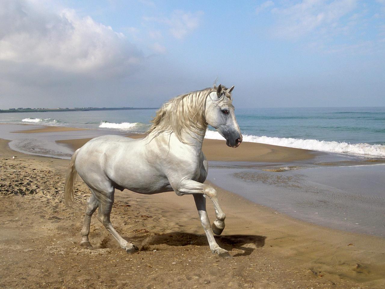 обои Grey Andalusian фото