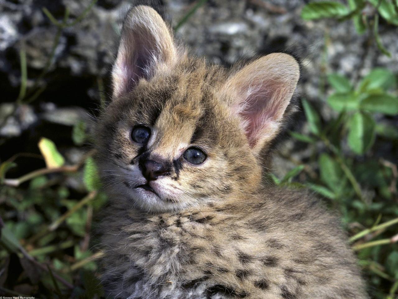 обои African Serval Kitten фото