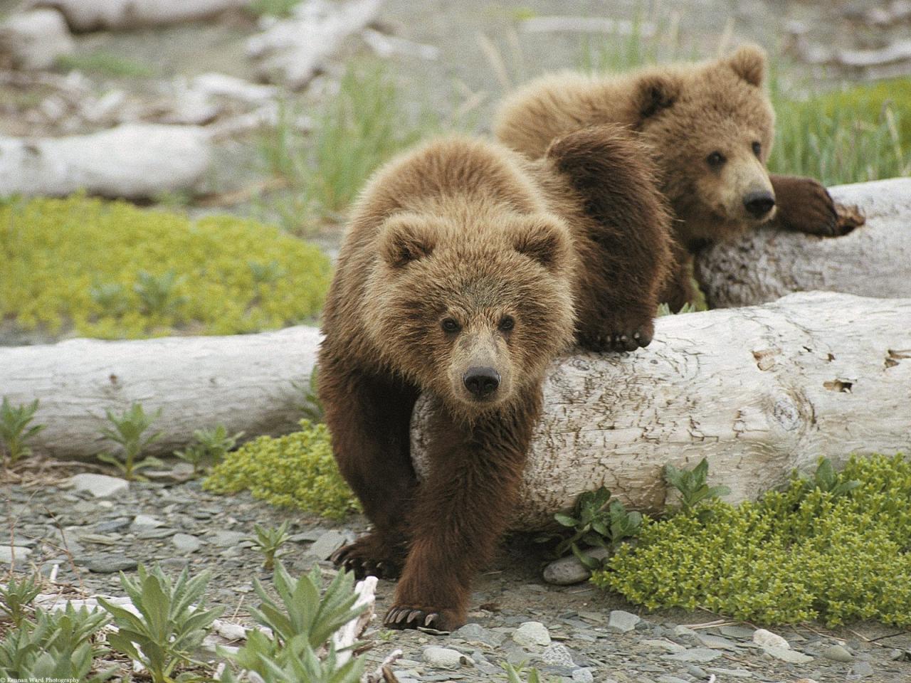 обои Brown Bear Cubs фото